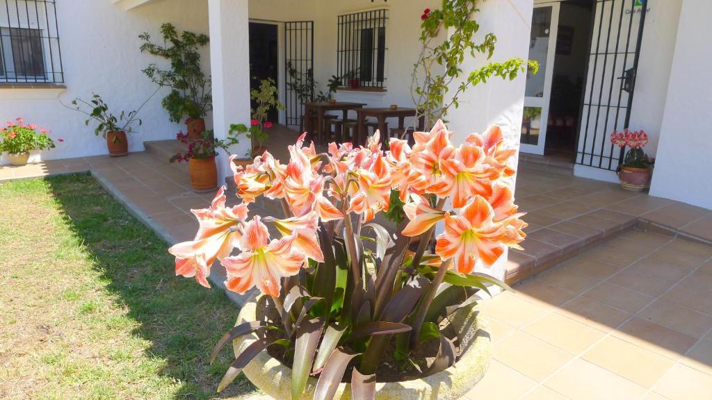 Hotel Casa Fina - Adults Recommended Conil De La Frontera Exterior photo